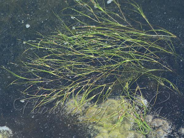Ditch Grass
